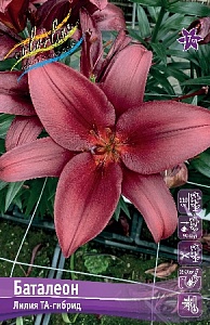 Лилия Баталеон 10/12 1шт (КолЛайн) 7шт/уп