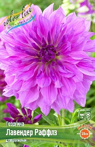 Георгина Лавендерн Раффлз 1шт (КолЛайн)