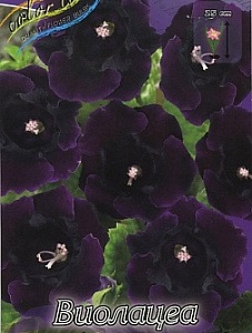 Глоксиния Виолацеа 1шт (КолЛайн)