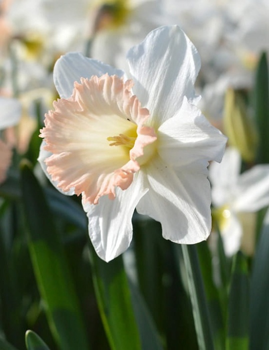 Нарцисс Бритиш Гэмбл 12/14 1шт (КолЛайн) 5шт/уп розовый