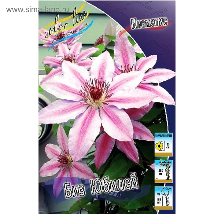 Клематис Биз Юбилей 1шт (КолЛайн) 2шт/уп