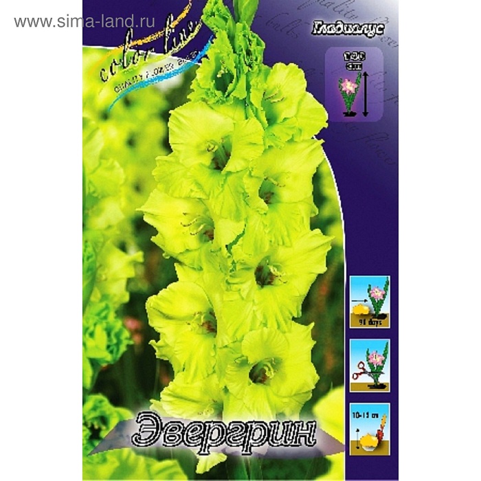 Гладиолус Эвергрин 10/12 1шт (КолЛайн) 8шт/уп