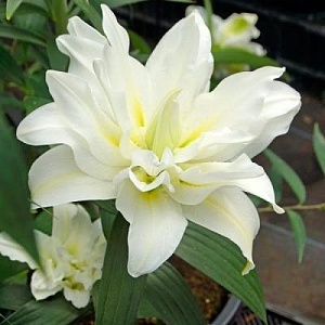 Лилия Близзард 12/14 1шт (КолЛайн) 5шт/уп