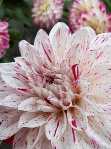 Георгина Принц Валиант 1шт (КолЛайн)