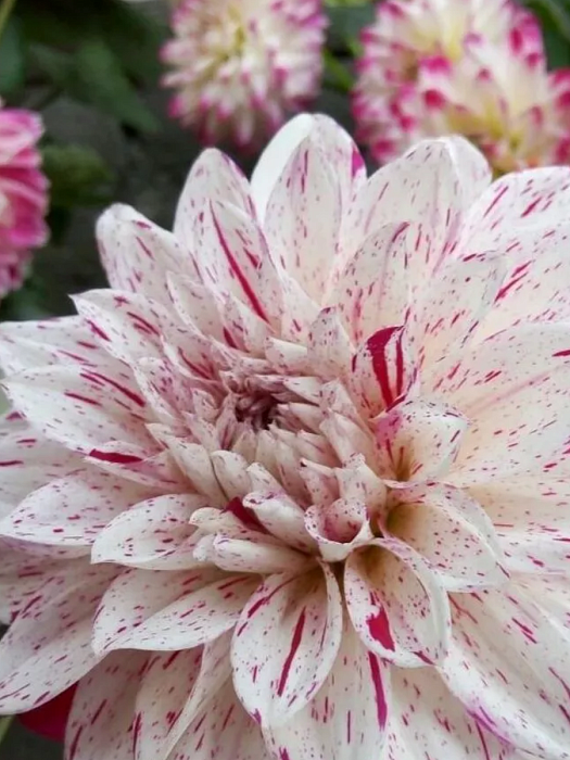 Георгина Принц Валиант 1шт (КолЛайн)