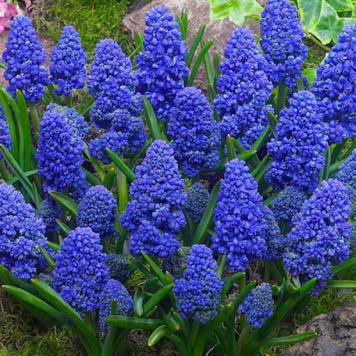 Мускари Блю Спайк 1шт (Садовита) 10шт/уп