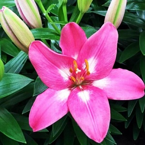 Лилия Розалинн 10/12 1шт (КолЛайн) 7шт/уп