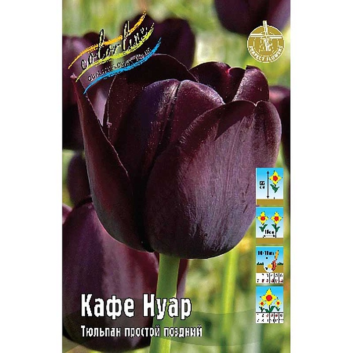 Тюльпан Кафе Нуар 1шт (КолЛайн) 7шт/уп