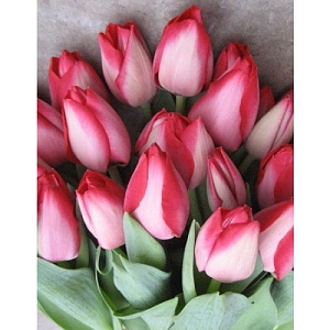 Тюльпан Трик 1шт (КолЛайн) 8шт/уп