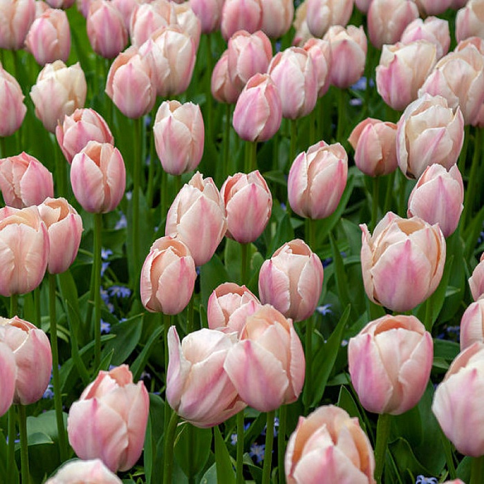 Тюльпан Салмон Ван Ейк 1шт (КолЛайн) 10шт/уп