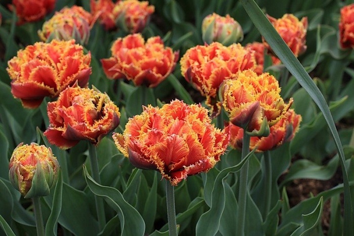 Тюльпан Бризбейн 1шт (КолЛайн) 5шт/уп