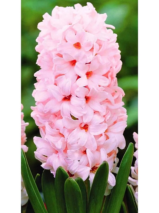 Гиацинт Чайна Пинк 14/15 1шт (Садовита)