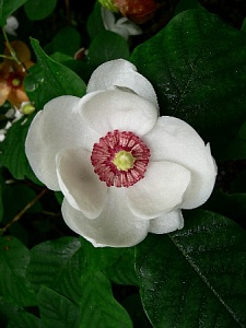 Магнолия Зибольда Р14 1шт (КолЛайн)