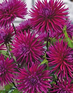 Георгина Пурпл Джем 1шт (КолЛайн)