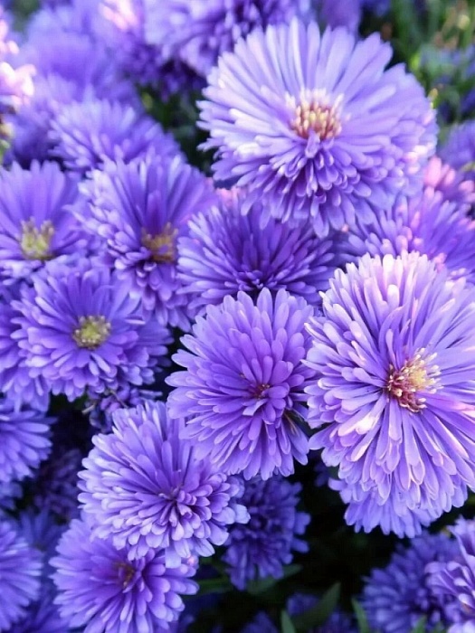 Астра Мария Баллард 1шт (КолЛайн)