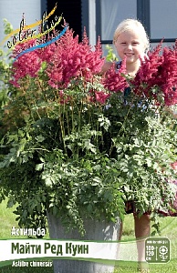 Астильба Ред 2/3  1шт (КолЛайн)