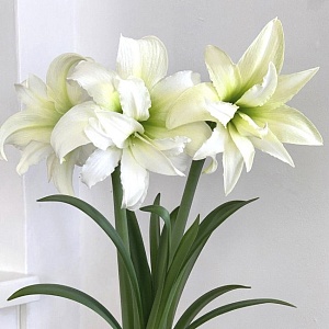 Амариллис Айс Куин 1шт (Садовита)