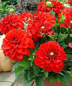 Георгина Гэллери Валентин 1шт (КолЛайн)