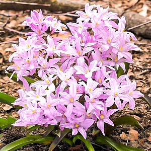 Хионодокса Розеа 1шт (КолЛайн) 10шт/уп