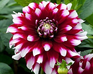 Георгина Верди 1шт (КолЛайн)