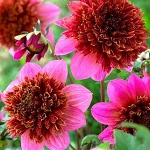 Георгина Зе Фантом 1шт (КолЛайн)