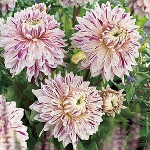 Георгина Авиньон 1шт (КолЛайн)