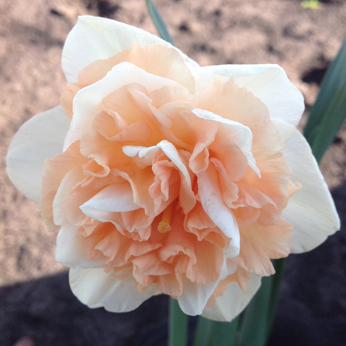 Нарцисс Флауэр Сюрпрайз 1шт (КолЛайн) 5шт/уп