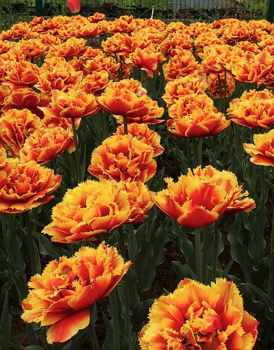 Тюльпан Голд Даст 1шт (КолЛайн) 3шт/уп