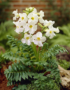 Инкарвиллея Сноутоп 1шт (КолЛайн) 2шт/уп