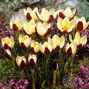 Крокус Геральд 1шт (Садовита) 8шт/уп