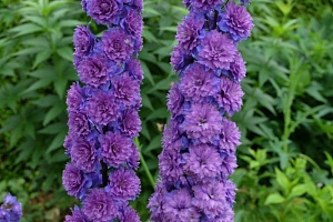 Дельфиниум Свит Сенсейшн 1шт (КолЛайн)