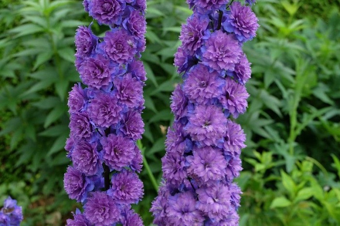 Дельфиниум Свит Сенсейшн 1шт (КолЛайн)