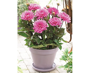 Георгина Мелоди Лизза 1шт (КолЛайн)