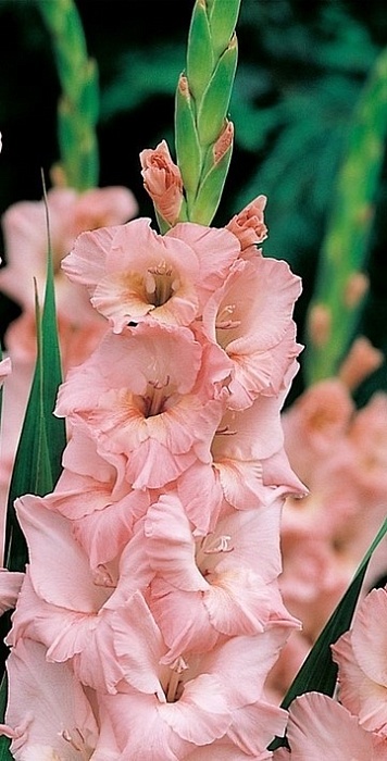 Гладиолус Пинк 10/12 1шт (НК) 10шт/уп