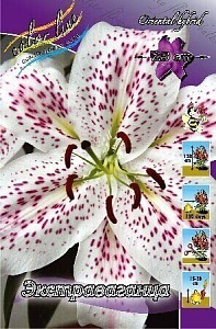 Лилия Экстраваганца 12/14 1шт (КолЛайн) 2шт/уп