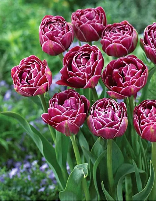 Тюльпан Дрим Тач 1шт (КолЛайн) 2шт/уп