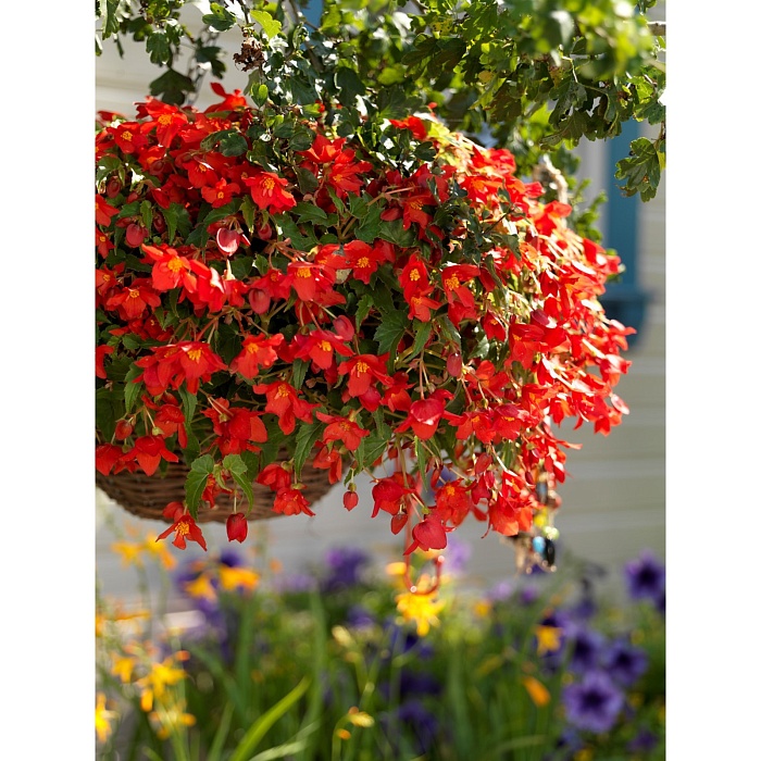 Бегония Бертини Скаугум 5/6 1шт (КолЛайн) 2шт/уп