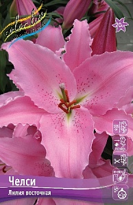 Лилия Челси 12/14 1шт (КолЛайн) 5шт/уп