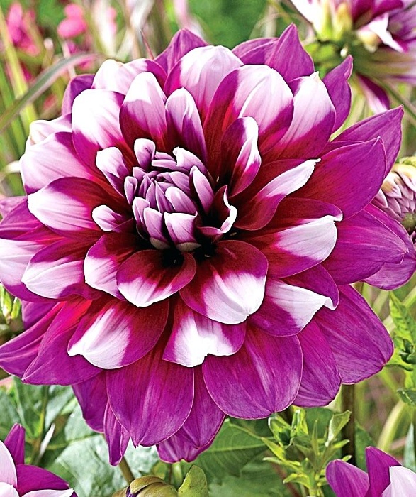 Георгина Патчез 1шт (КолЛайн)