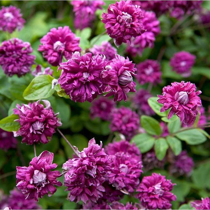 Клематис Пурпуреа Плена Элеганс 1шт (КолЛайн) 2шт/уп