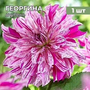 Георгина Тайхейо 1шт (КолЛайн)