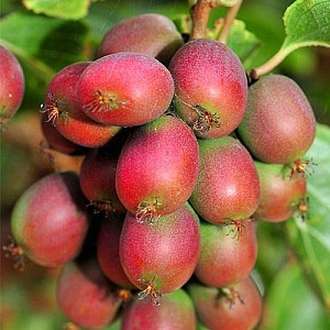 Актинидия Ананасная Аргута 1шт (КолЛайн)