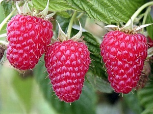 Малина Туламин 1шт (КолЛайн)