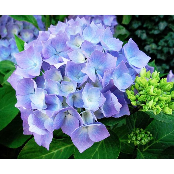 Гортензия Эрли Блю крупн. 1шт (КолЛайн)