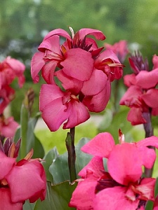 Канна Шайнинг Пинк 1шт (КолЛайн)