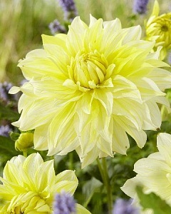 Георгина Ла Луна 1шт (КолЛайн)