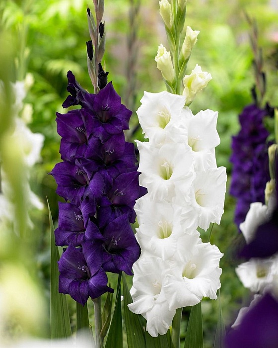Гладиолус Виолет Уайт Микс 1шт (КолЛайн) 6шт/уп