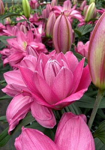 Лилия Льюис 14/16 1шт (КолЛайн) 2шт/уп