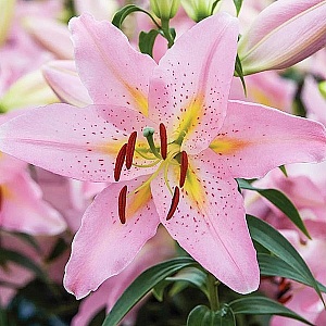 Лилия Смарт Романс 12/14 1шт (КолЛайн) 5шт/уп