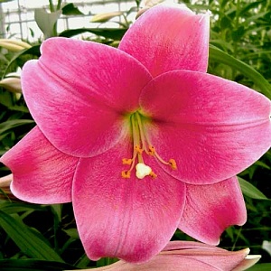 Лилия Пинк Хевен 1шт (КолЛайн) 5шт/уп